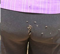flies2.png