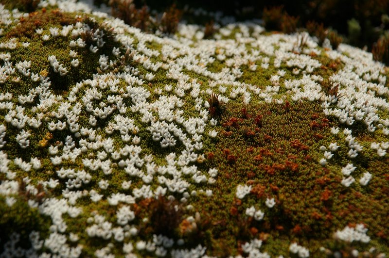 IMGP4374Small.JPG