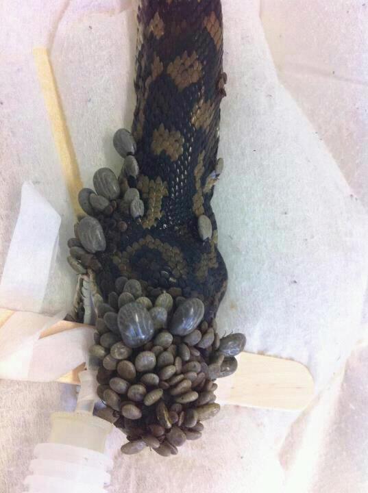 Snake_tick.jpg
