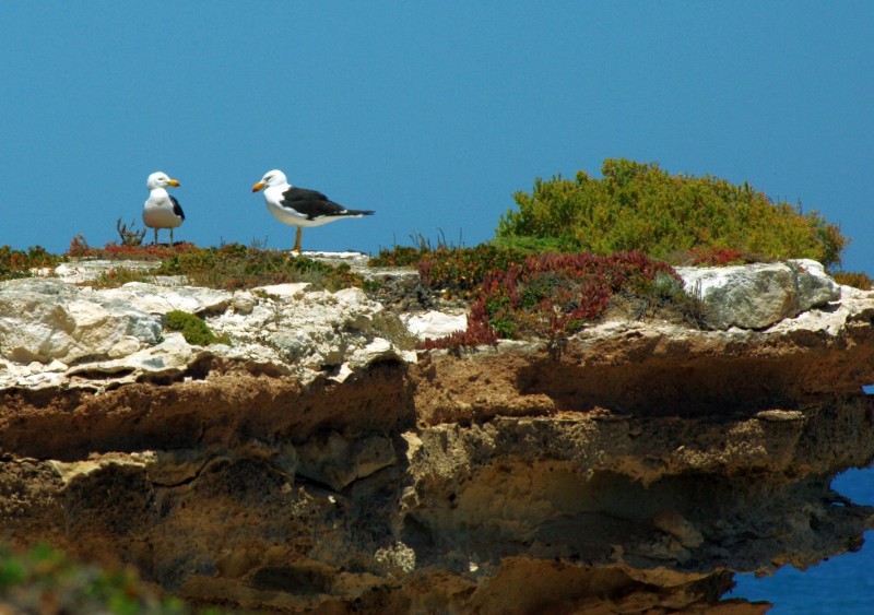 4669Gulls.jpg