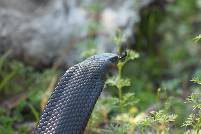 034 Red belly.JPG