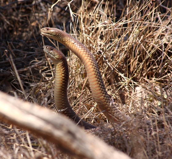 168 mulga snake combat.JPG