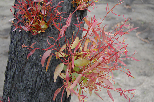 Regrowth.jpg