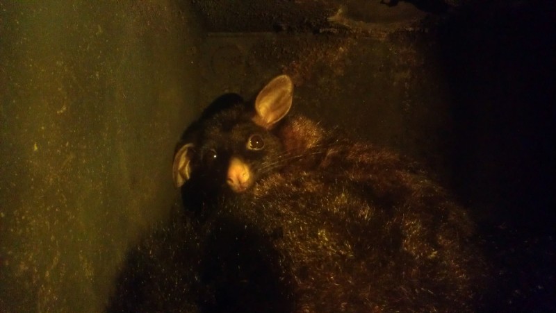 Possum_1.jpg