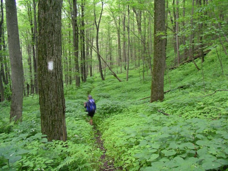 06-05 Trail near Shaker Campsite.jpg