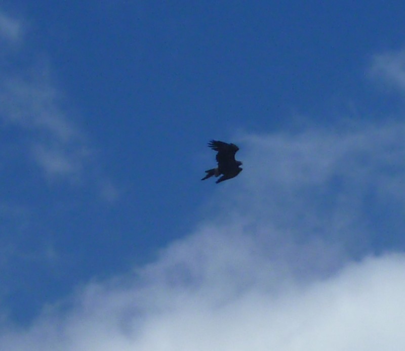 P1010357c.jpg