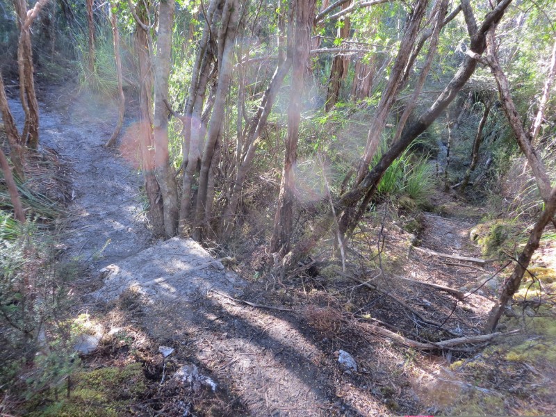 New Frenchmans track and Old Philps Lead track.jpg
