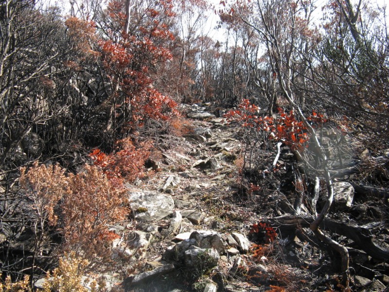 IMG_8113 Near top of cut track.JPG