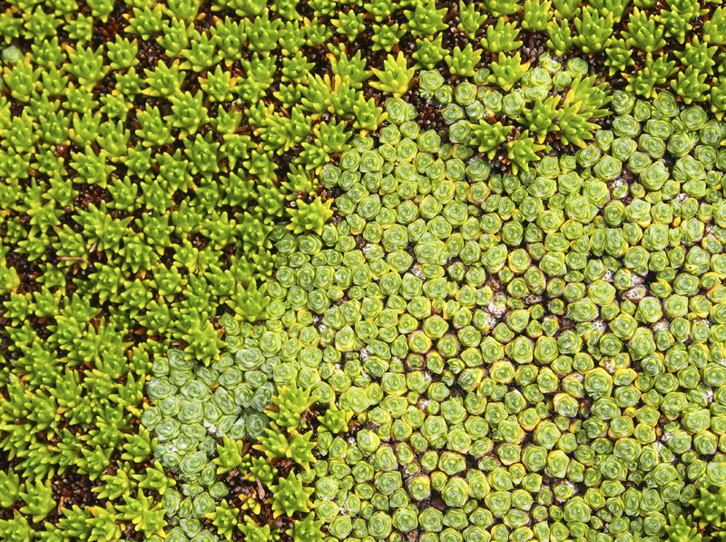 P2280067 BLcushionplant.jpg