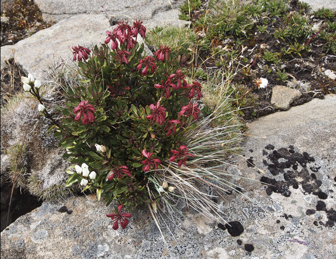 P2280075 BL BmGentianGrass.jpg