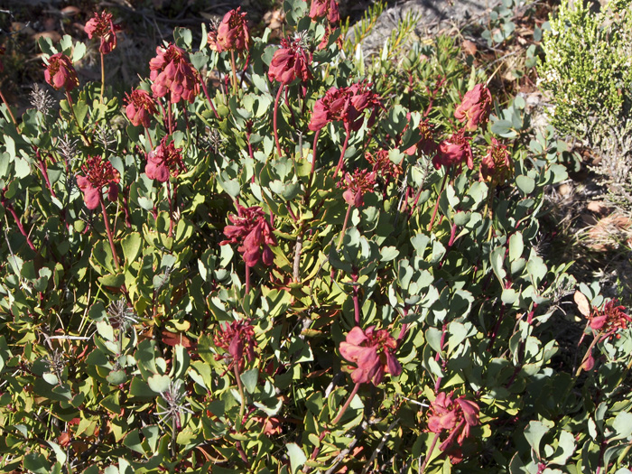 P3060114 BL Bellendena montana.jpg