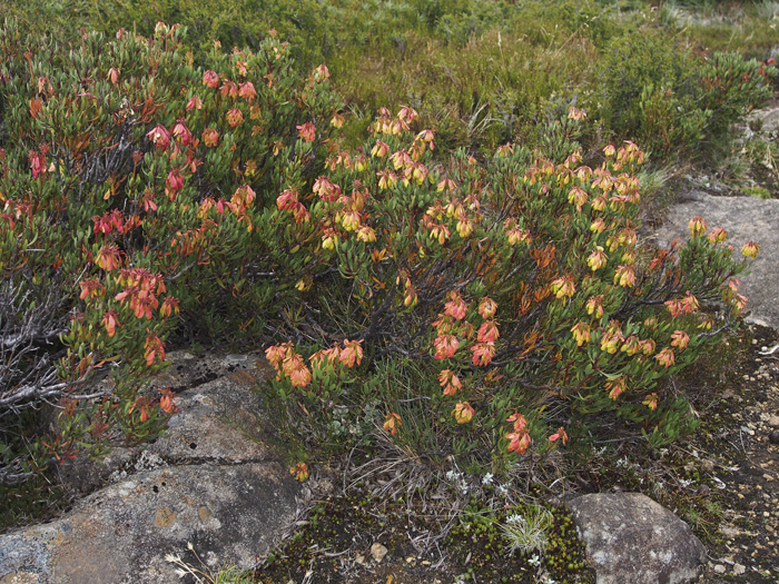 P3130170 BL Bm.jpg