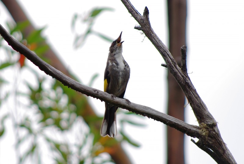 A3Warbling4264.JPG