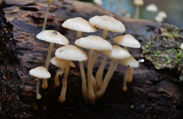 Dorrigo NP - Fiboboletus Manipularis (5).jpg