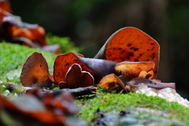 Dorrigo NP - Auricularia Cornea (3).jpg