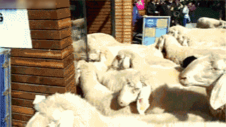 applestore.gif