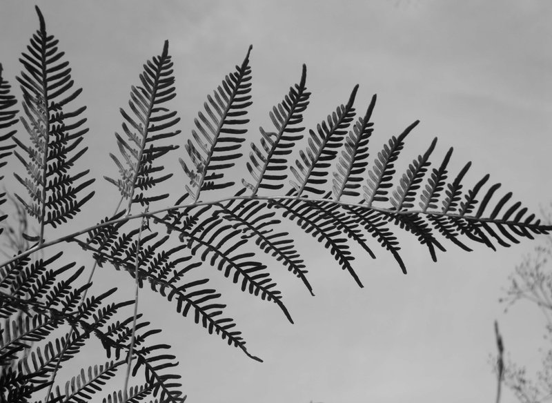 Fern leaf.jpg