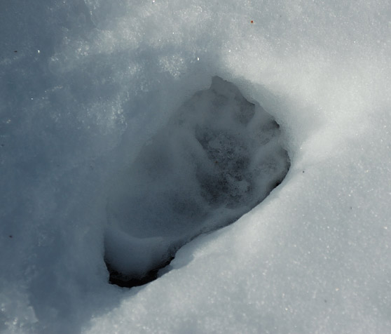 footprint.jpg