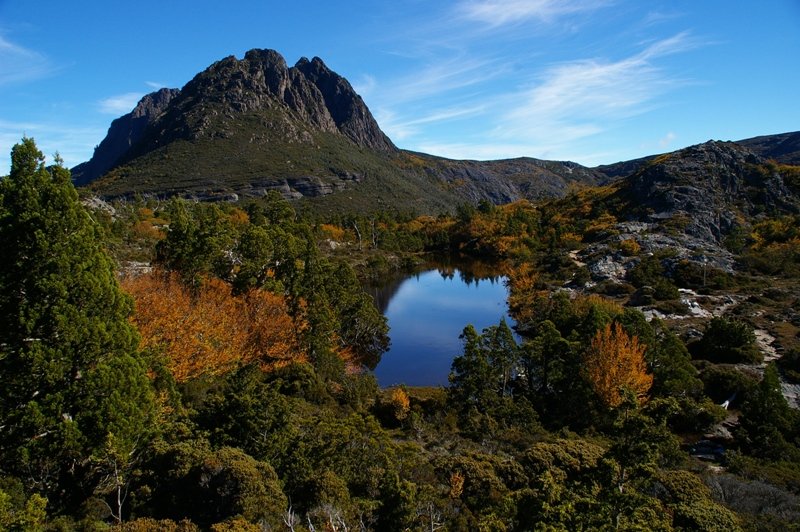 FagusHorn.JPG