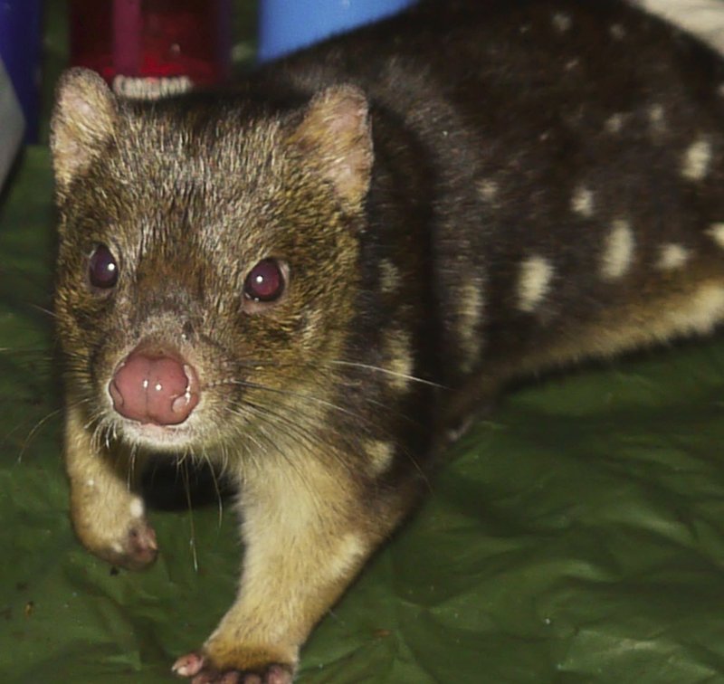 quoll.jpg