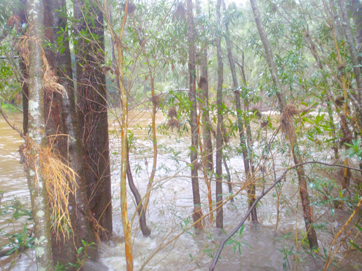 COX CROSSING.jpg