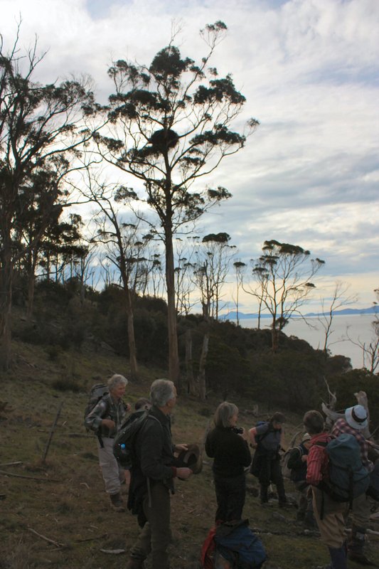 Sea Eagle Nest.JPG