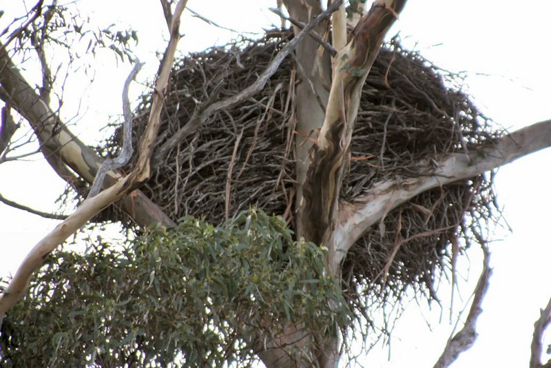 Sea Eagle Nest 2.JPG