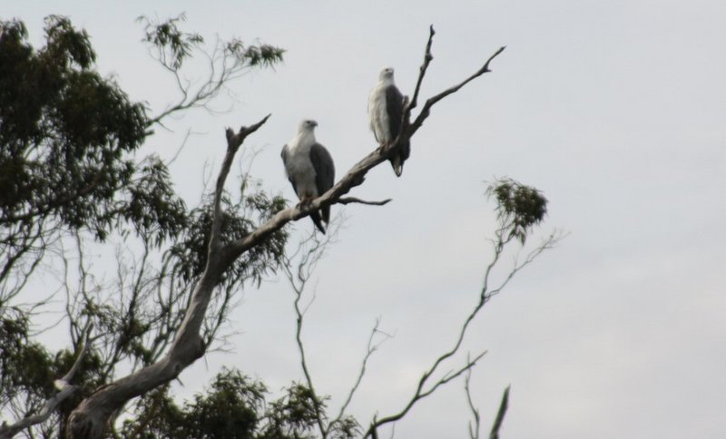 Sea Eagles.JPG