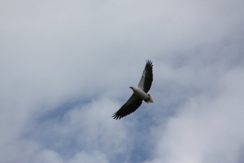 Sea Eagle in Flight.JPG
