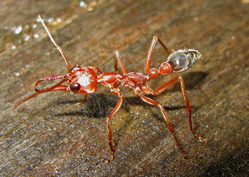 Bull-ant.jpg