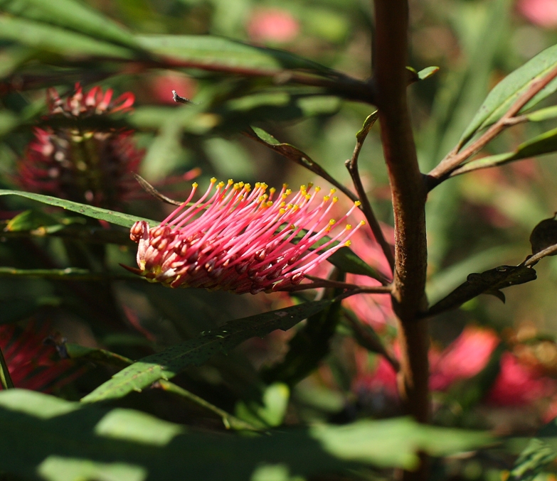 011 Grevillea longifolia.JPG