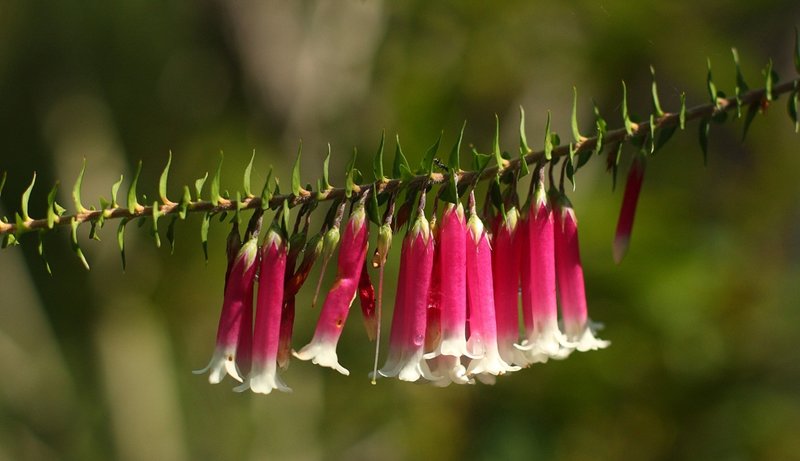 012 Epacris longiflora.JPG