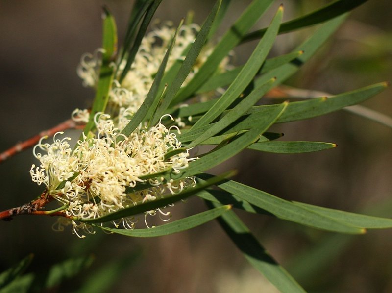 013 Hakea salicifolia.JPG