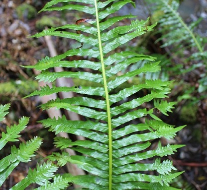Blechnum Forcett Feather.jpg