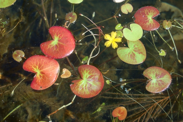 Nymphoides hydrocharoides (5) (640x426).jpg