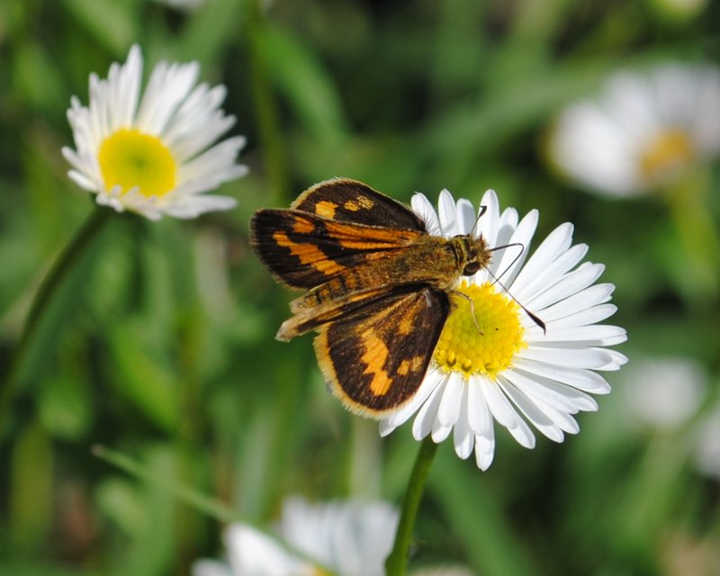 Orange Ochre - Mt Buffalo.jpg