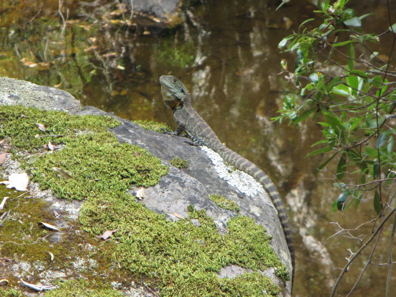 wl_lizard_a.jpg