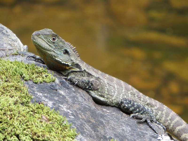 wl_lizard_c.jpg