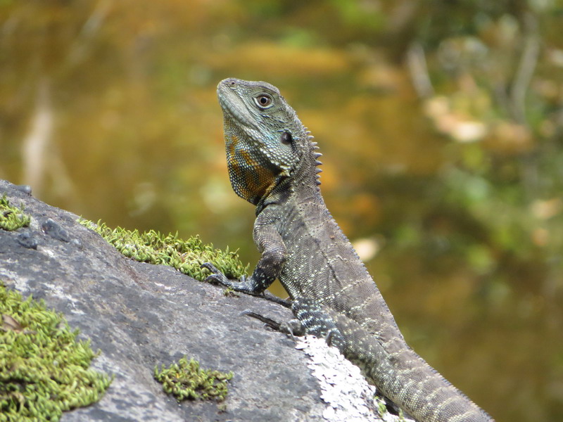 wl_lizard_d.jpg