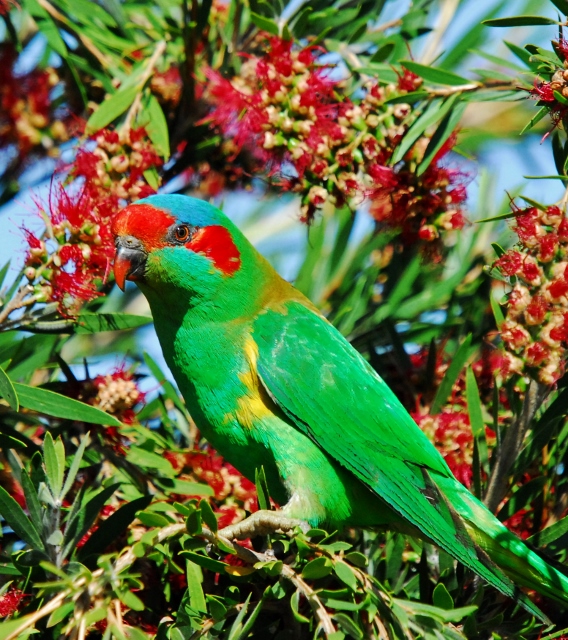 Musk lorikeet (8) (568x640).jpg