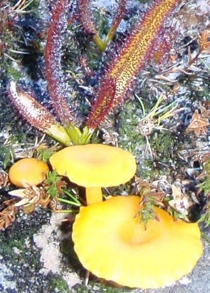 sundew and fungi.jpg