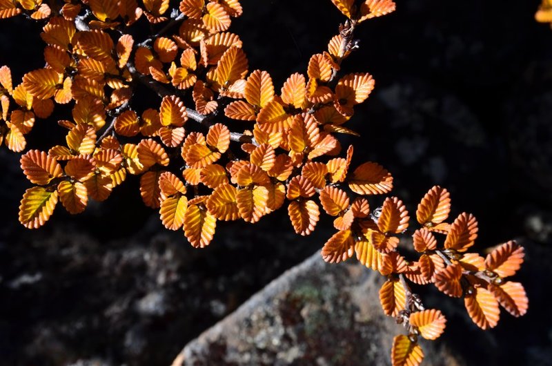 DSC_0491.JPG