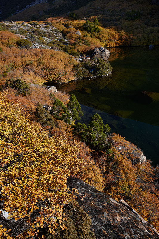 Fagus_Tarn_Shelf.jpg