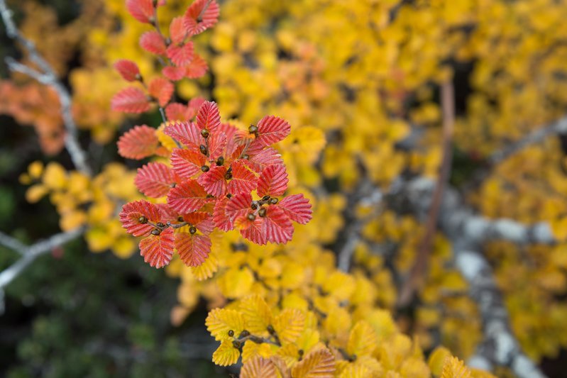 Fagus1.jpg