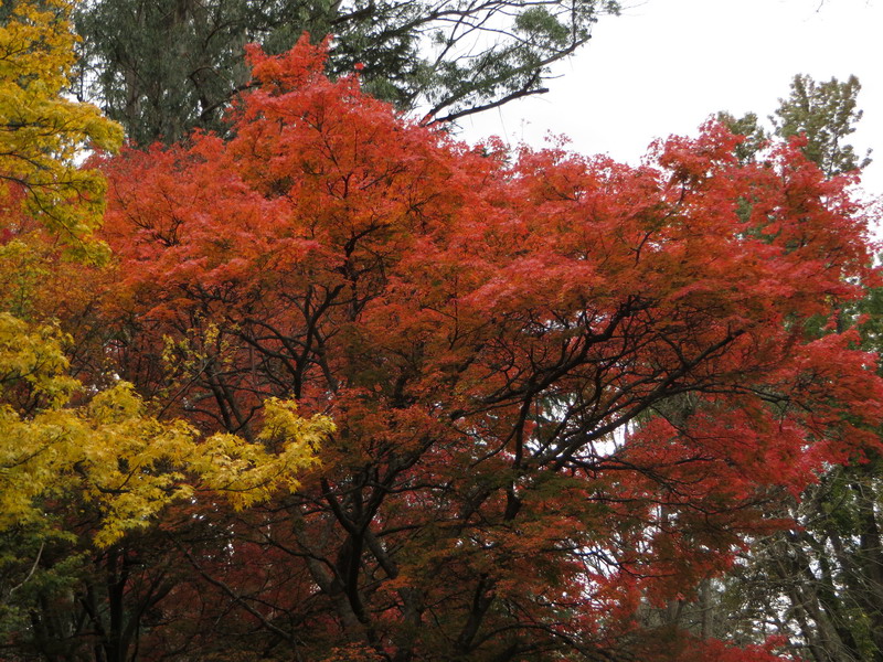 autumn_may_b.jpg