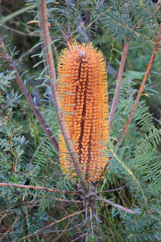 banksia.jpg