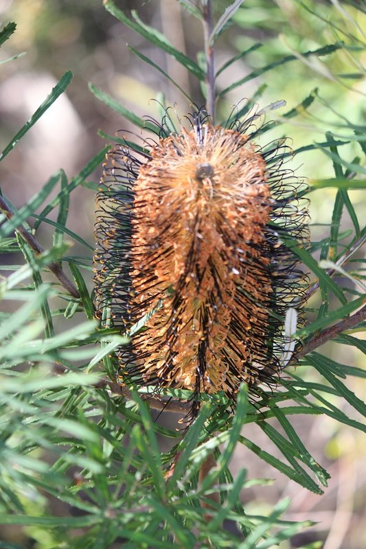 banksia 2.jpg