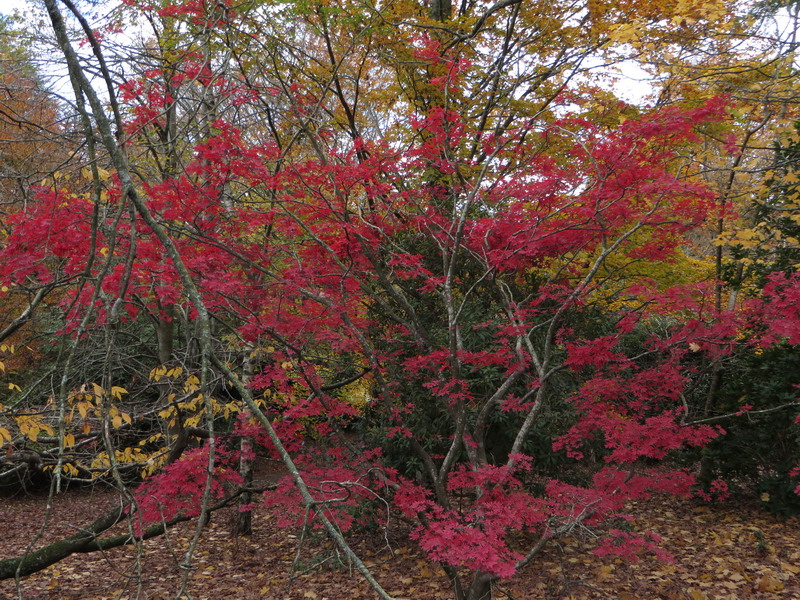 autumn_may_e.jpg
