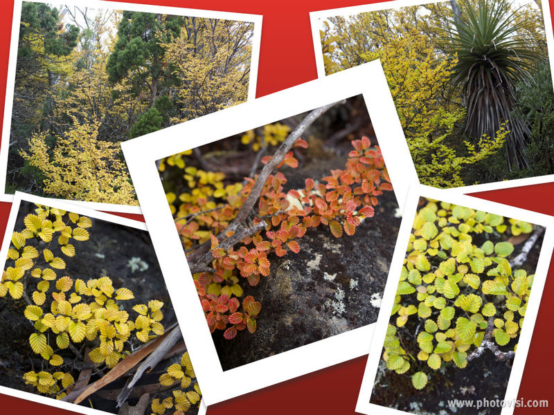 Fagus Collage.jpg