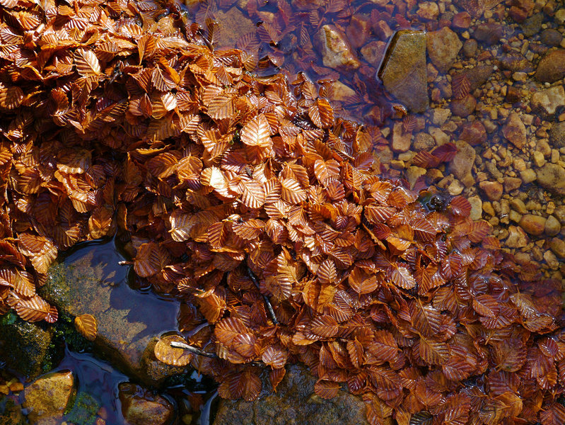 P1070744.jpg